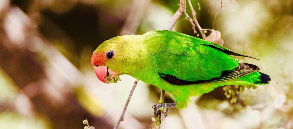 Bird Watching in Ethiopia - ethiopian travel adventures